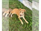 Labrador Retriever Mix DOG FOR ADOPTION RGADN-1342550 - Lucky - Labrador