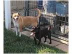 Cojack DOG FOR ADOPTION RGADN-1342562 - Lucille Ball/ Martha - Jack Russell