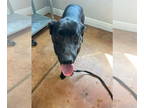 Golden Retriever Mix DOG FOR ADOPTION RGADN-1342569 - Rubi - Belgian Shepherd