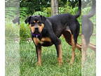 Rottweiler DOG FOR ADOPTION RGADN-1342571 - Lyla - Rottweiler Dog For Adoption