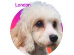 Cavachon DOG FOR ADOPTION RGADN-1342586 - London - Cavalier King Charles Spaniel