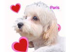 Cavachon DOG FOR ADOPTION RGADN-1342587 - Paris - Cavalier King Charles Spaniel