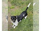 Rat Terrier DOG FOR ADOPTION RGADN-1342599 - Roscoe - Rat Terrier (short coat)