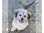 Lhasa Apso Mix DOG FOR ADOPTION RGADN-1342601 - Chelsea - Lhasa Apso / Mixed