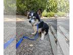 Papshund DOG FOR ADOPTION RGADN-1342605 - TOBIAS - Papillon / Dachshund / Mixed