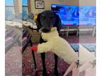 Labrador Retriever Mix DOG FOR ADOPTION RGADN-1342607 - Zoey - Labrador