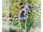 American Pit Bull Terrier DOG FOR ADOPTION RGADN-1342615 - Ziggy - American Pit