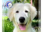 Great Pyrenees DOG FOR ADOPTION RGADN-1342621 - Wynonna - Great Pyrenees (long