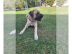 Mastiff DOG FOR ADOPTION RGADN-1342625 - Daisy Peaches - Fee waived - Mastiff