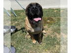 Mastiff DOG FOR ADOPTION RGADN-1342627 - Koa - Training hold - Mastiff Dog For