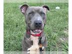 Weimaraner Mix DOG FOR ADOPTION RGADN-1342631 - ROYAL - Weimaraner / Mixed