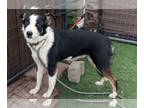 Border Collie DOG FOR ADOPTION RGADN-1342636 - Penny - Border Collie (short