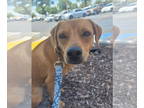 Dachshund-Italian Greyhound Mix DOG FOR ADOPTION RGADN-1342644 - Sister Diane -