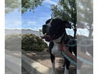 American Pit Bull Terrier Mix DOG FOR ADOPTION RGADN-1342651 - Poppy - Pit Bull