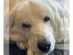 Great Pyrenees DOG FOR ADOPTION RGADN-1342653 - Skye - Great Pyrenees (medium