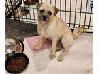 Pug Mix DOG FOR ADOPTION RGADN-1342659 - ‘ Mimi - Pug / Mixed Dog For Adoption