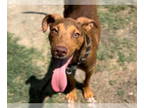 Doberman Pinscher Mix DOG FOR ADOPTION RGADN-1342661 - LINUS - Doberman Pinscher