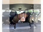 Labrador Retriever Mix DOG FOR ADOPTION RGADN-1342666 - BROWNIE - Labrador