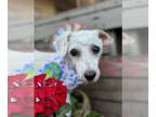 Bichon Frise DOG FOR ADOPTION RGADN-1342671 - Jaime - Bichon Frise (medium coat)