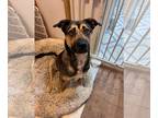 German Shepherd Dog Mix DOG FOR ADOPTION RGADN-1342673 - Odessa (Shepard) - Oh
