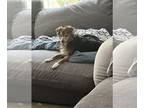 Dachshund DOG FOR ADOPTION RGADN-1342689 - Sally - Dachshund Dog For Adoption