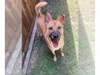 Australian Kelpie-Shiba Inu Mix DOG FOR ADOPTION RGADN-1342692 - NELLIE -