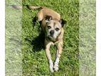 Buggs DOG FOR ADOPTION RGADN-1342694 - Birmingham - Boston Terrier / Pug / Mixed