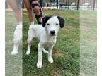 German Shorthaired Pointer Mix DOG FOR ADOPTION RGADN-1342698 - Lucas - Hound /