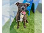 Labrador Retriever Mix DOG FOR ADOPTION RGADN-1342701 - ZEKE - Labrador