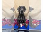 Great Dane DOG FOR ADOPTION RGADN-1342726 - Clancy - Great Dane (short coat) Dog