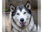 Huskies Mix DOG FOR ADOPTION RGADN-1342727 - Sammy - Husky / Terrier / Mixed Dog