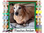 Dachshund DOG FOR ADOPTION RGADN-1342730 - Peaches Amber - Dachshund (short