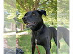 Collie-Labrador Retriever Mix DOG FOR ADOPTION RGADN-1342731 - Emma *LOCAL* -