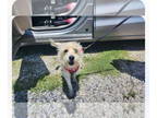 Mix DOG FOR ADOPTION RGADN-1342738 - Einstein - Wheaten Terrier (medium coat)