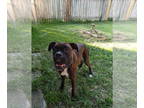 Boxer DOG FOR ADOPTION RGADN-1342740 - KELLER - Boxer Dog For Adoption