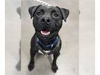 Labrador Retriever Mix DOG FOR ADOPTION RGADN-1342742 - Carmella (Courtesy post)