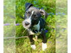 American Pit Bull Terrier Mix DOG FOR ADOPTION RGADN-1342743 - Katara - Pit Bull