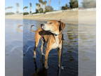 Labrador Retriever DOG FOR ADOPTION RGADN-1342747 - Kam (GA) - Labrador