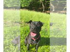American Pit Bull Terrier-Mountain Cur Mix DOG FOR ADOPTION RGADN-1342748 - Kora