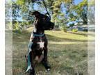 American Staffordshire Terrier Mix DOG FOR ADOPTION RGADN-1342754 - Prince