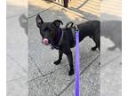 Labrador Retriever Mix DOG FOR ADOPTION RGADN-1342763 - Ringo - Labrador