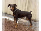 Doberman Pinscher DOG FOR ADOPTION RGADN-1342788 - Alli - Doberman Pinscher
