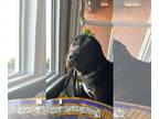 American Pit Bull Terrier-Redbone Coonhound Mix DOG FOR ADOPTION RGADN-1342790 -