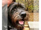 Brussels Griffon Mix DOG FOR ADOPTION RGADN-1342801 - **LYCA - Brussels Griffon