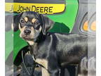 Meagle DOG FOR ADOPTION RGADN-1342807 - Hank - Miniature Pinscher / Beagle /