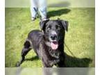 Labrador Retriever Mix DOG FOR ADOPTION RGADN-1342818 - Rocky - Labrador