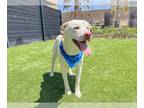 Chinese Shar-Pei Mix DOG FOR ADOPTION RGADN-1342823 - EDGAR - Chinese Shar-Pei /