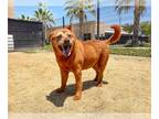 Chow Chow Mix DOG FOR ADOPTION RGADN-1342824 - MARTY - Chow Chow / Mixed (medium