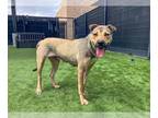 Chinese Shar-Pei-German Shepherd Dog Mix DOG FOR ADOPTION RGADN-1342828 - KYLIE