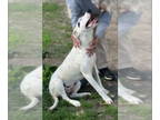 Dalmatian Mix DOG FOR ADOPTION RGADN-1342847 - Bella O - Dalmatian / Australian